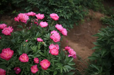 芍药几点开花？怎么种植？ 芍药什么时候开花？如何种植？