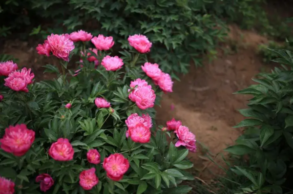 芍药几点开花