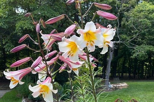 岷江百合种植注意事项