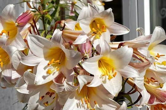 岷江百合种植注意事项