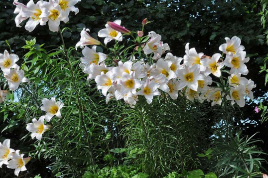 岷江百合种植注意事项