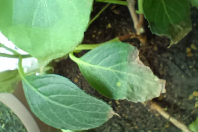 夏季绣球花为何突然出现黄叶枯萎？ 夏季绣球花为什么莫名其妙黄叶枯萎？