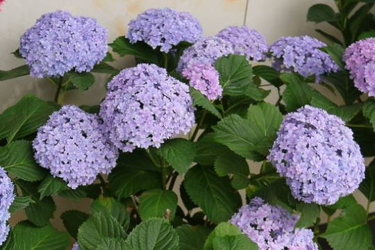 夏季绣球花为什么莫名其妙黄叶枯萎？