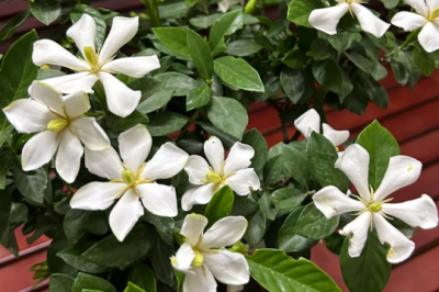 无尽雪栀子花简介 无尽雪栀子花持续爆花的养护技巧