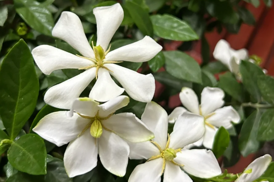 无尽雪栀子花持续爆花的养护技巧