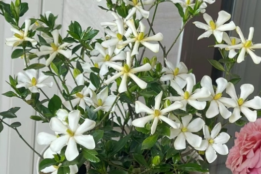 无尽雪栀子花持续爆花的养护技巧