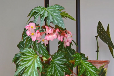 竹节海棠简介 竹节海棠不烂叶持续开花的养护技巧
