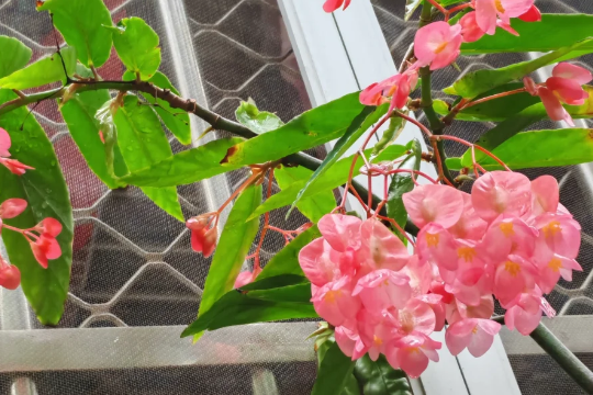 竹节海棠不烂叶持续开花的养护技巧