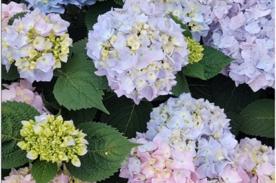 5月绣球花管理2大要点 5月绣球花管理做好这2件事