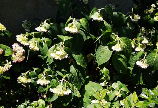 5月绣球花管理2大要点