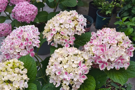 5月绣球花管理2大要点