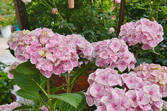 5月绣球花管理2大要点