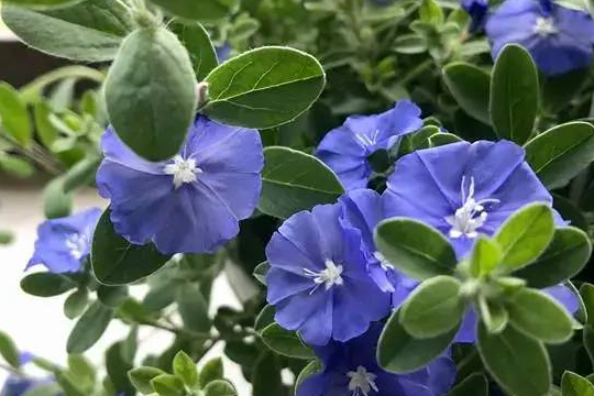 蓝星花持续开花的养护技巧与注意事项