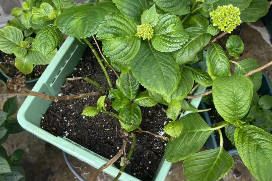 绣球花出现半边枯萎的常见原因分析