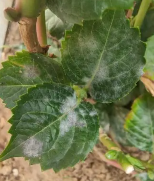 绣球花出现半边枯萎的常见原因分析