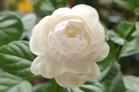 宝珠茉莉怎么养才能开花多？