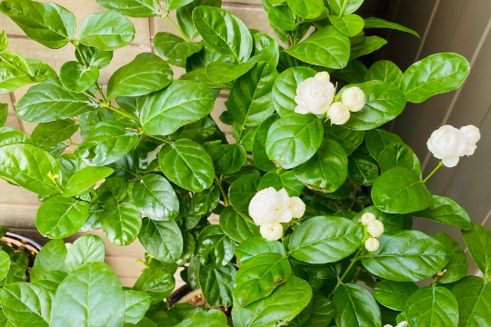 宝珠茉莉怎么养才能开花多？