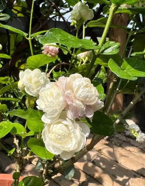 宝珠茉莉怎么养才能开花多？