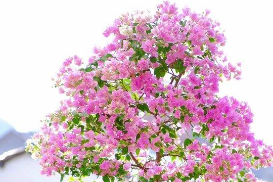 三角梅早春怎么养护和管理？