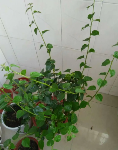 三角梅早春怎么养护和管理？