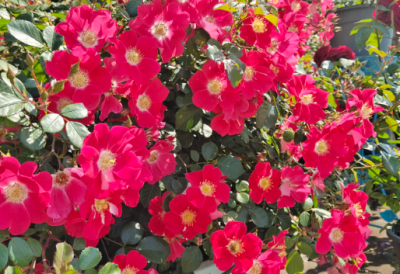 月季花3月管理要点 南方地区