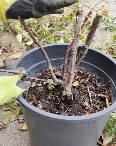 月季花3月管理要点
