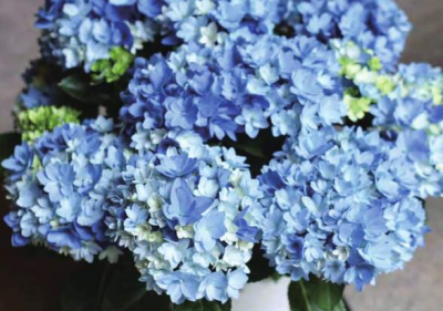 春三月绣球花管理要点 春三月绣球花管理做好这5点
