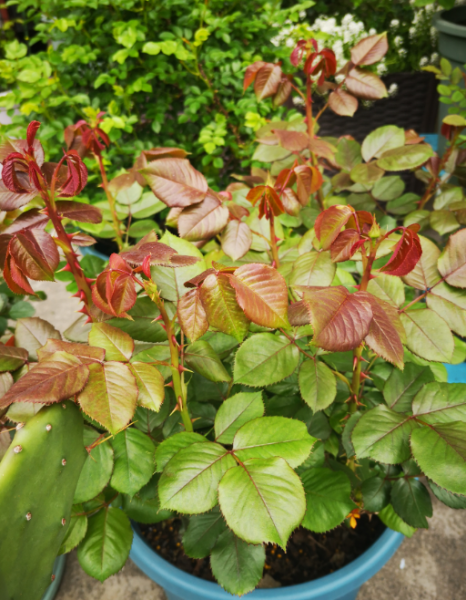 月季花3月管理要点