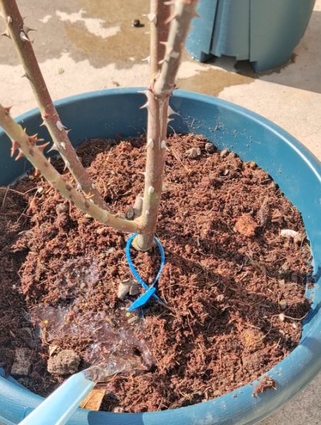 月季花3月管理要点