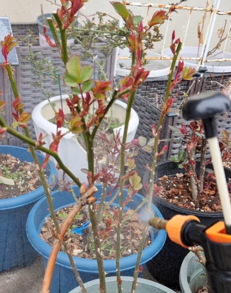 月季花3月管理要点