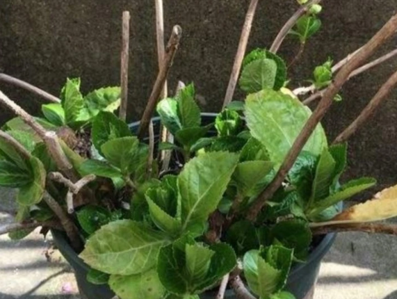 春三月绣球花管理要点