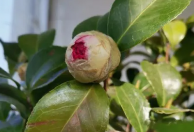 茶花为何开花缓慢且掉落花苞？ 茶花的花苞为什么迟迟打不开还掉花苞？