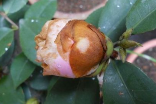 茶花的花苞为什么迟迟打不开还掉花苞？