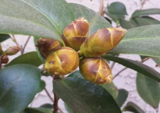 茶花的花苞为什么迟迟打不开还掉花苞？