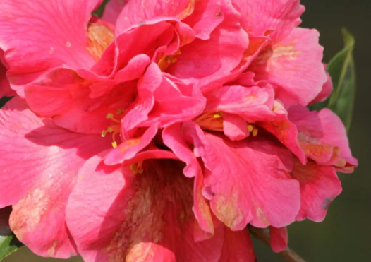 茶花的花苞为什么迟迟打不开还掉花苞？
