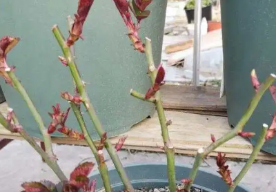 月季花早春管理注意事项 想要月季春天开花多花期长