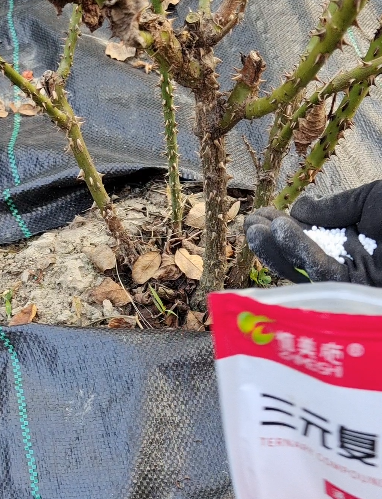 月季花早春管理注意事项