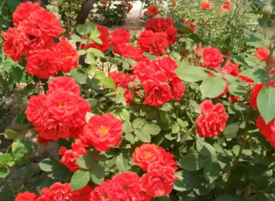 月季花为什么要做冬剪？ 是所有的月季都需要做冬剪吗？
