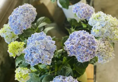 绣球冬天怎么养护管理？ 绣球花冬天管理要点
