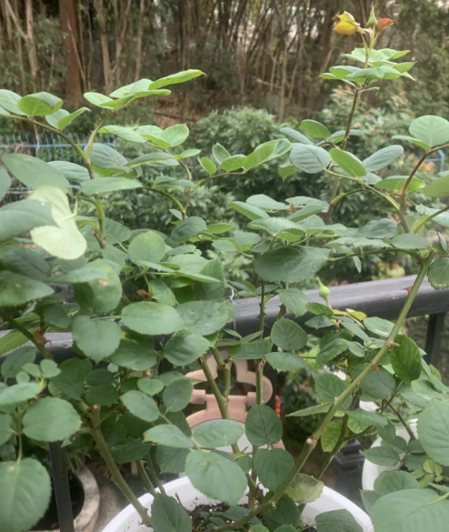 月季早春管理第一要点——追肥