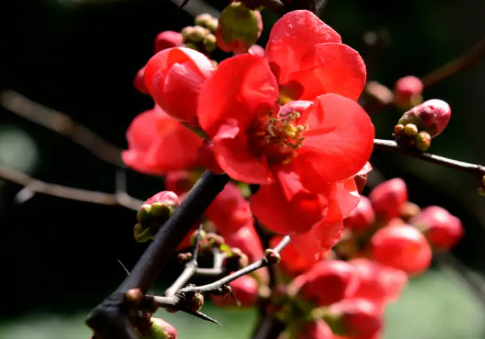 海棠花光长枝条开花少吗？