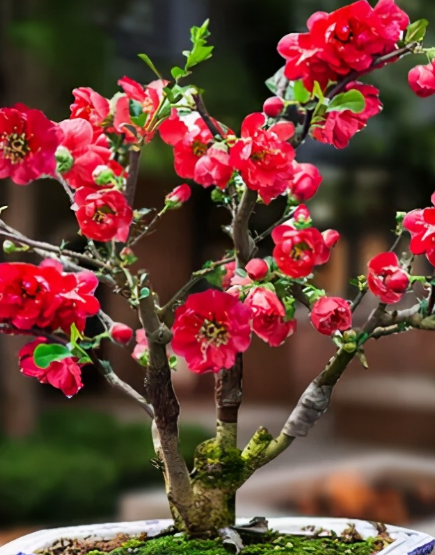海棠花光长枝条开花少吗？