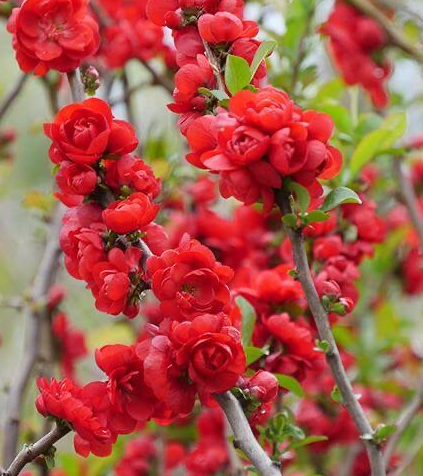 海棠花光长枝条开花少吗？
