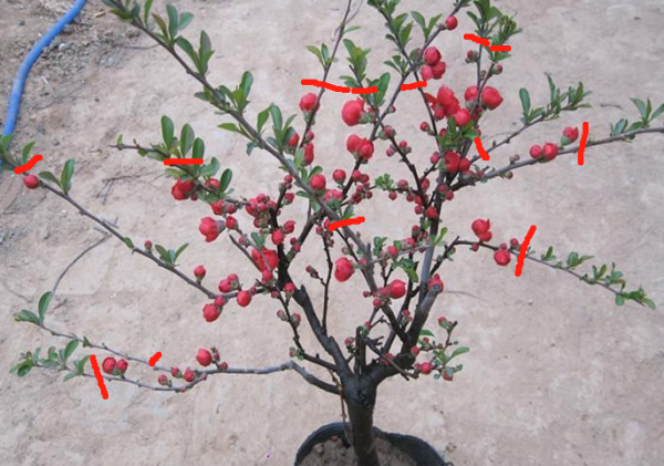海棠花光长枝条开花少吗？