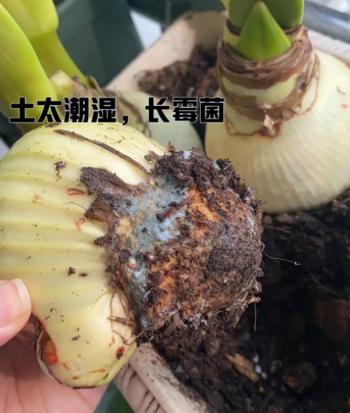 冬季种朱顶红不长根的常见原因与解决办法