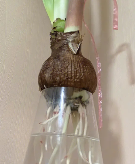 冬季种朱顶红不长根的常见原因与解决办法