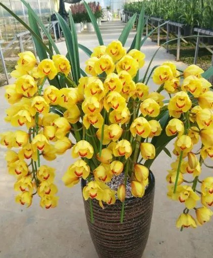 大花蕙兰花后养护与复花技巧
