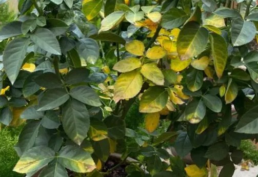 深秋初冬月季花养护常见的4大难题