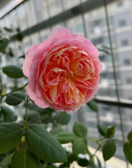 深秋初冬月季花养护常见的4大难题