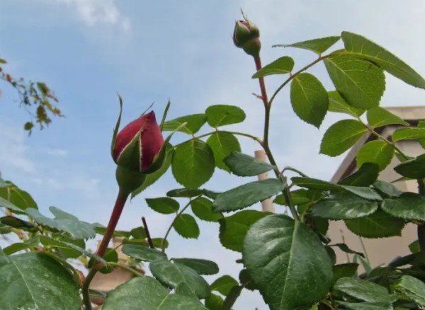 深秋初冬月季花养护常见的4大难题